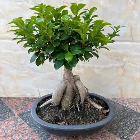 人参榕树盆景怎么养，人参榕树盆景怎么养比较好-第3张图片-优品飞百科