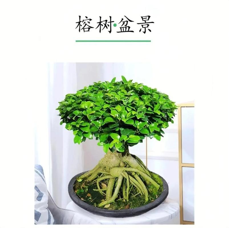 人参榕树盆景怎么养，人参榕树盆景怎么养比较好-第4张图片-优品飞百科