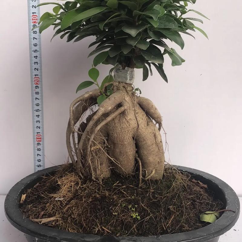 人参榕树盆景怎么养，人参榕树盆景怎么养比较好-第5张图片-优品飞百科