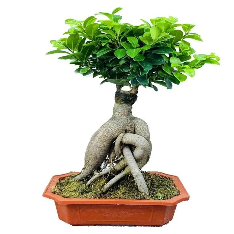 人参榕树盆景怎么养，人参榕树盆景怎么养比较好-第6张图片-优品飞百科