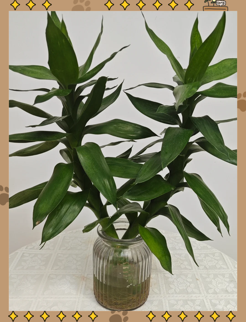 莲花竹怎么养护，莲花竹怎么养护视频？-第2张图片-优品飞百科