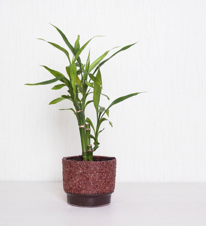 莲花竹怎么养护，莲花竹怎么养护视频？-第3张图片-优品飞百科