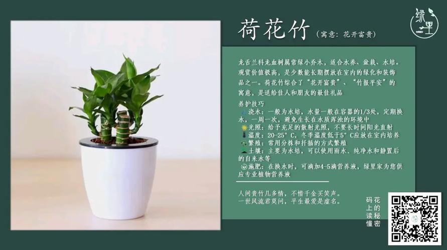 莲花竹怎么养护，莲花竹怎么养护视频？-第6张图片-优品飞百科