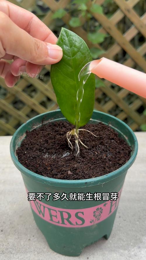 芦荟扦插繁殖的方法？芦荟如何扦插繁殖？-第2张图片-优品飞百科
