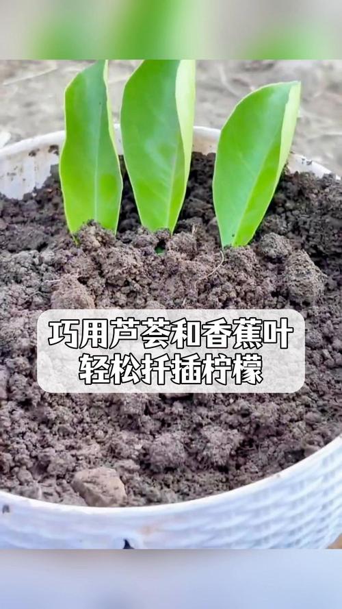 芦荟扦插繁殖的方法？芦荟如何扦插繁殖？-第3张图片-优品飞百科