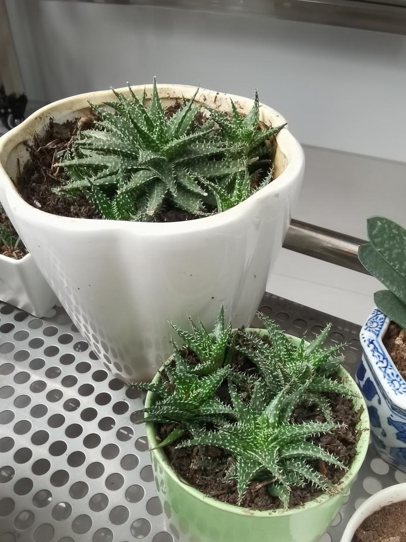 芦荟扦插繁殖的方法？芦荟如何扦插繁殖？-第4张图片-优品飞百科