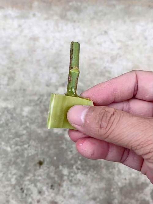 芦荟扦插繁殖的方法？芦荟如何扦插繁殖？-第6张图片-优品飞百科