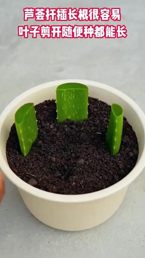 芦荟扦插繁殖的方法？芦荟如何扦插繁殖？-第7张图片-优品飞百科