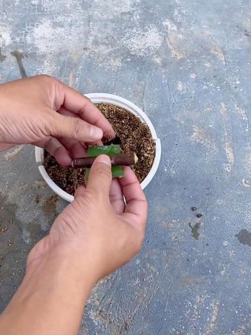 芦荟扦插繁殖的方法？芦荟如何扦插繁殖？-第8张图片-优品飞百科