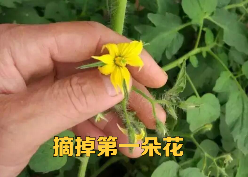 番茄如何人工授粉，番茄的人工授粉？