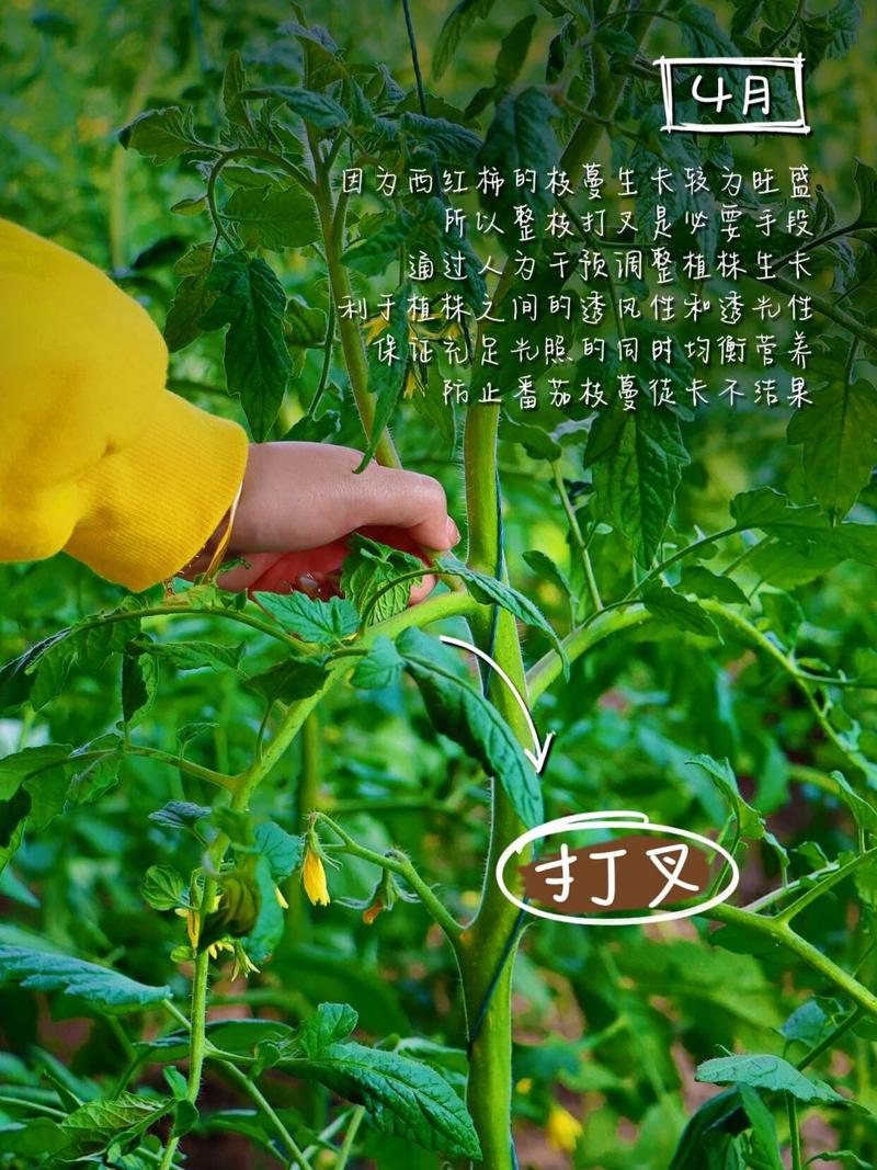 番茄如何人工授粉，番茄的人工授粉？-第4张图片-优品飞百科