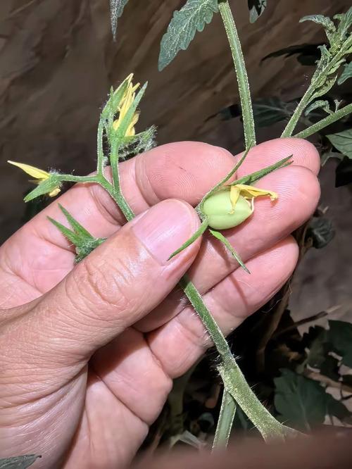 番茄如何人工授粉，番茄的人工授粉？-第5张图片-优品飞百科