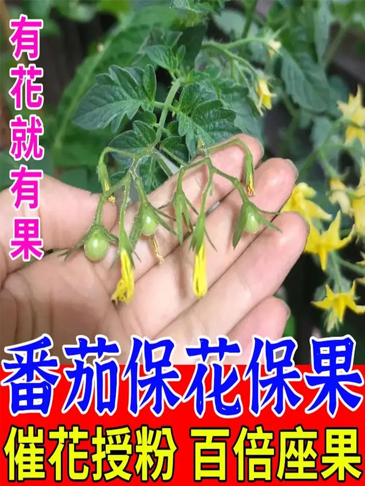 番茄如何人工授粉，番茄的人工授粉？-第6张图片-优品飞百科