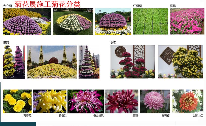 种植菊花株行距是多少，菊花栽植距离？-第3张图片-优品飞百科