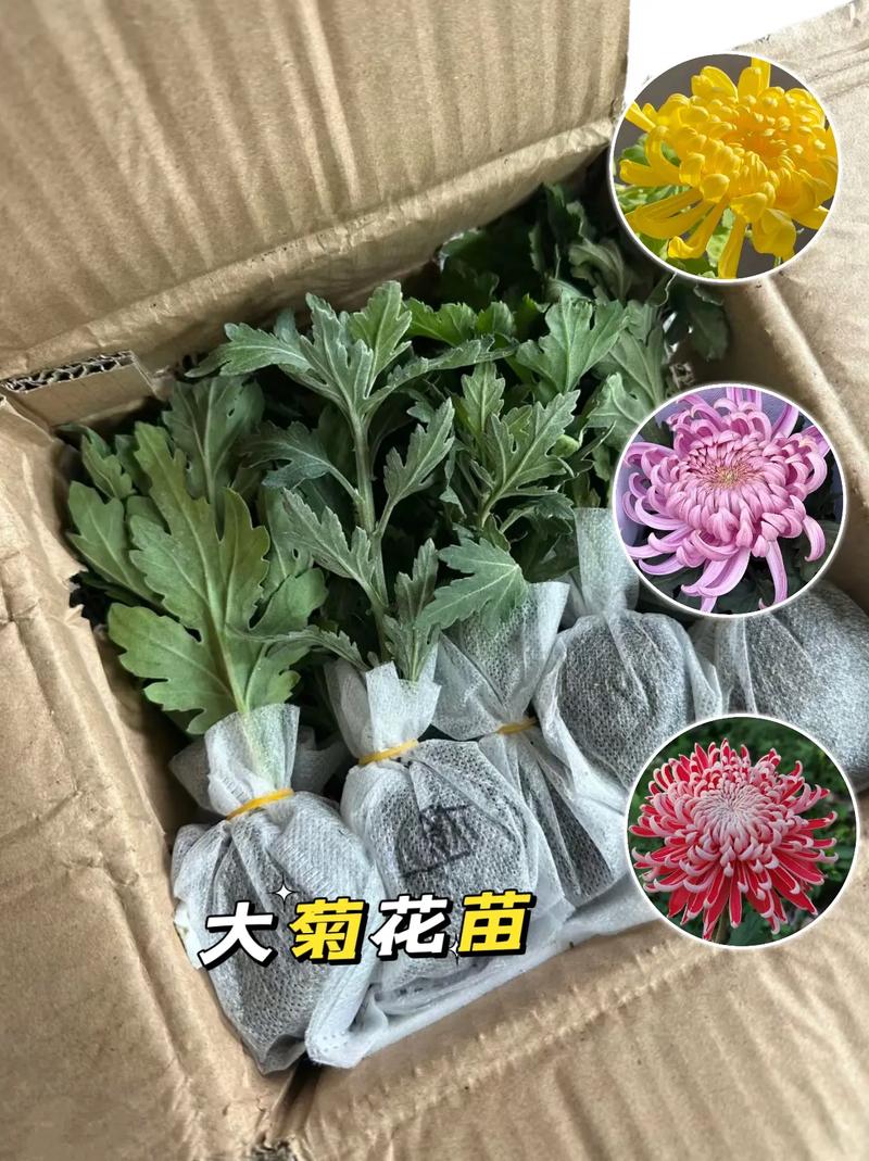 种植菊花株行距是多少，菊花栽植距离？-第4张图片-优品飞百科