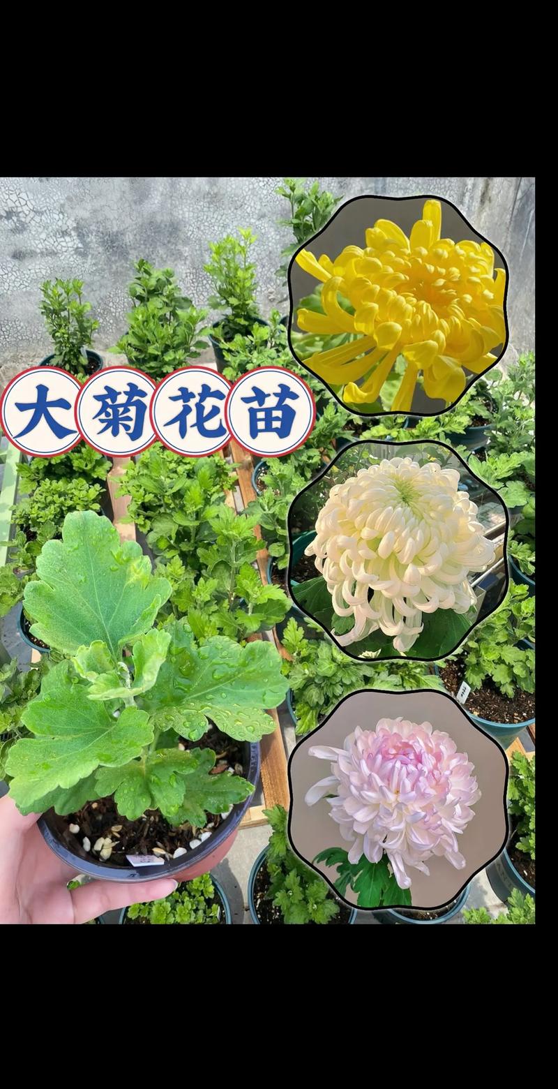 种植菊花株行距是多少，菊花栽植距离？-第6张图片-优品飞百科