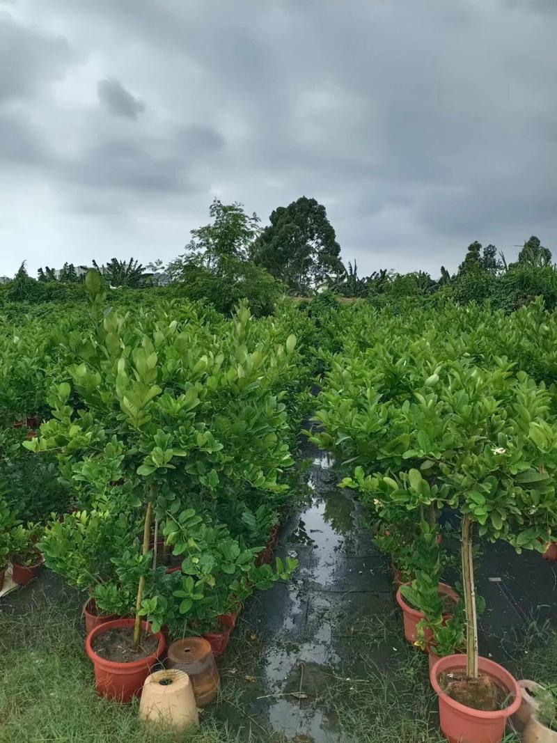 香水柠檬盆栽种植方法，香水柠檬盆栽种植方法和技术？