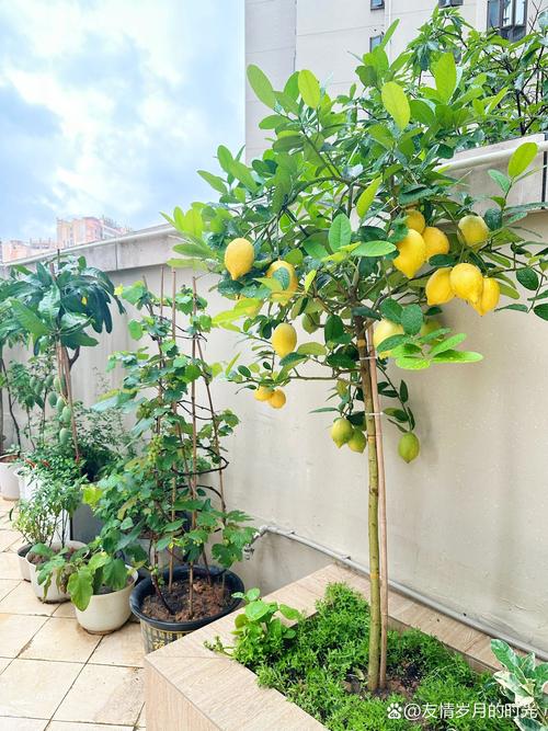 香水柠檬盆栽种植方法，香水柠檬盆栽种植方法和技术？-第2张图片-优品飞百科