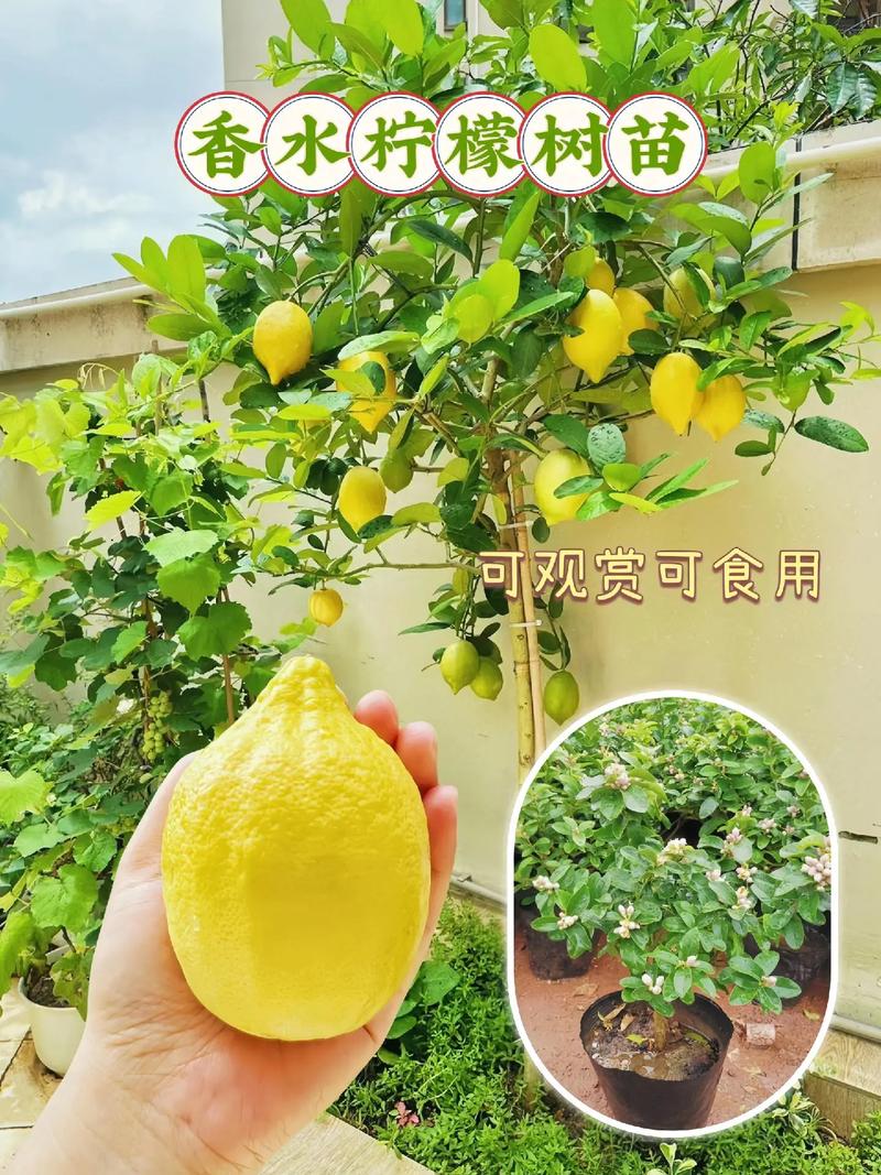 香水柠檬盆栽种植方法，香水柠檬盆栽种植方法和技术？-第3张图片-优品飞百科