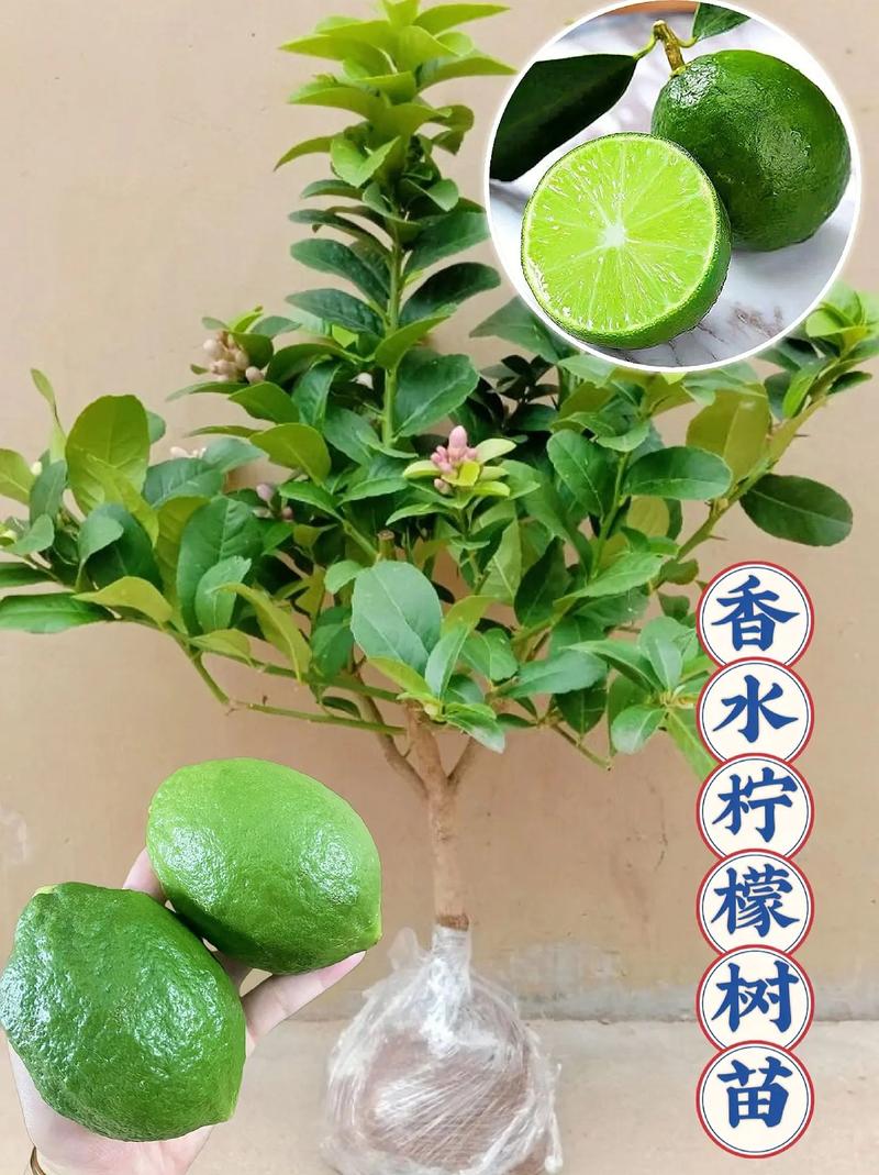 香水柠檬盆栽种植方法，香水柠檬盆栽种植方法和技术？-第5张图片-优品飞百科