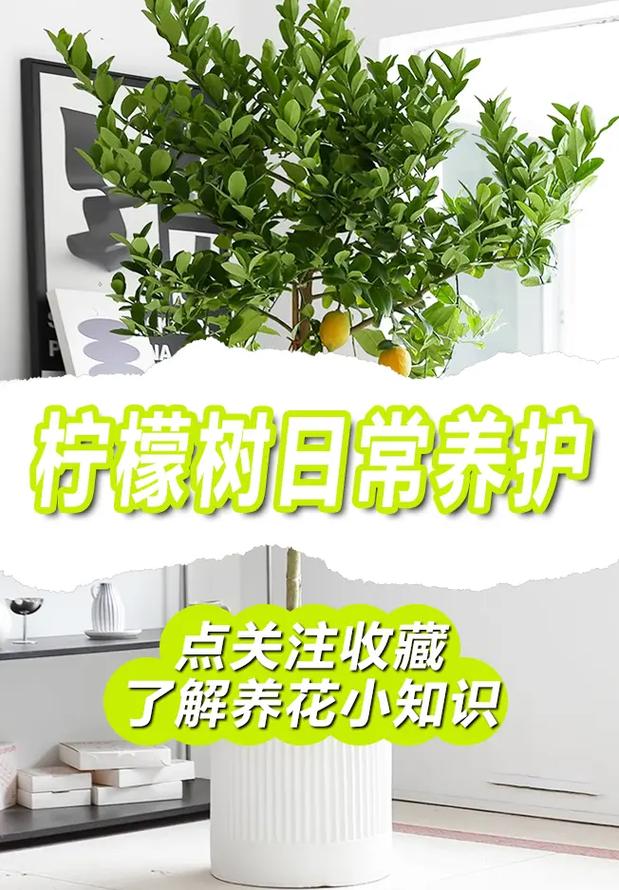 香水柠檬盆栽种植方法，香水柠檬盆栽种植方法和技术？-第6张图片-优品飞百科
