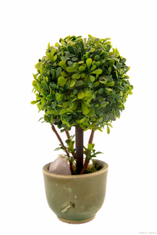 香水柠檬盆栽种植方法，香水柠檬盆栽种植方法和技术？-第7张图片-优品飞百科