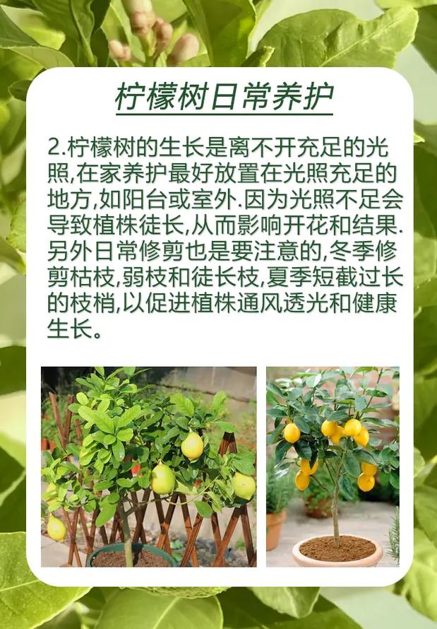 香水柠檬盆栽种植方法，香水柠檬盆栽种植方法和技术？-第8张图片-优品飞百科