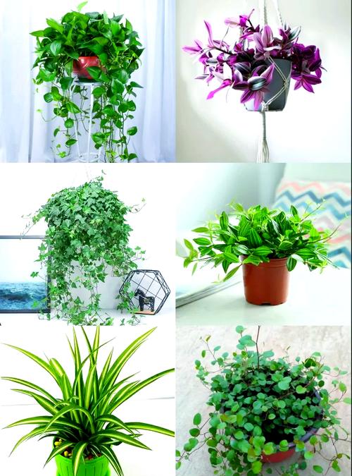 夏天绿萝怎么浇水？绿箩夏天怎么浇水？-第4张图片-优品飞百科