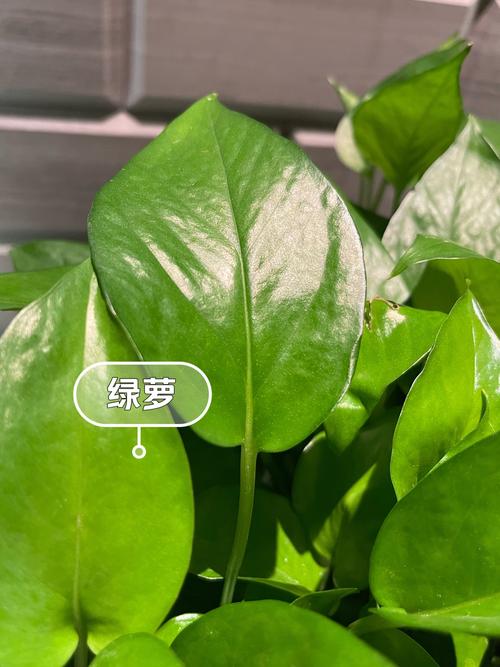 夏天绿萝怎么浇水？绿箩夏天怎么浇水？-第5张图片-优品飞百科