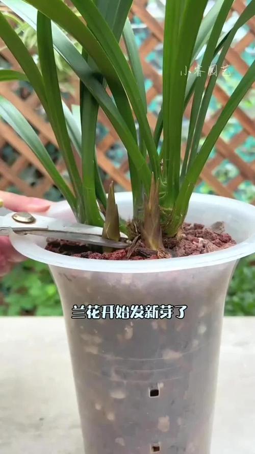 如何让兰花快速生长，怎样才能让兰花长根发芽？