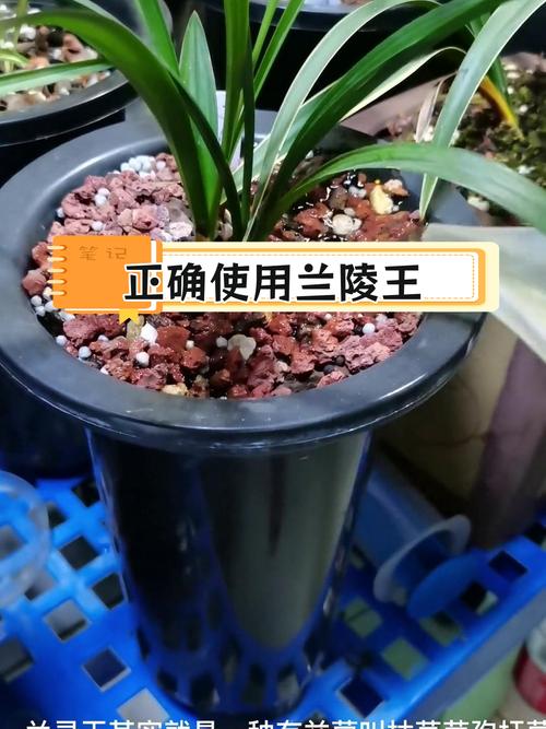 如何让兰花快速生长，怎样才能让兰花长根发芽？-第3张图片-优品飞百科