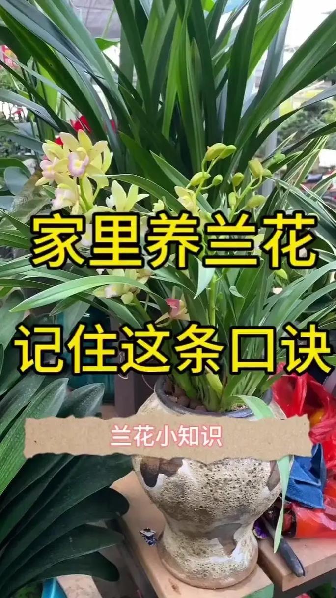 如何让兰花快速生长，怎样才能让兰花长根发芽？-第4张图片-优品飞百科