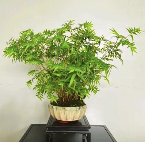 凤尾竹怎么浇水？凤尾竹怎么浇水施肥？