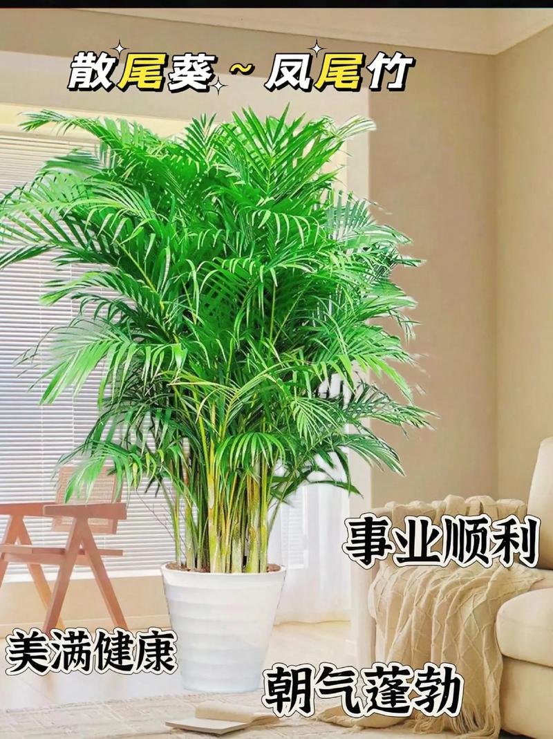 凤尾竹怎么浇水？凤尾竹怎么浇水施肥？-第8张图片-优品飞百科