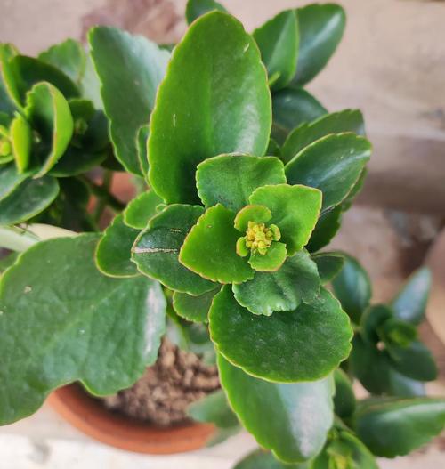 长寿花怎么促使长花苞，长寿花怎样促花苞