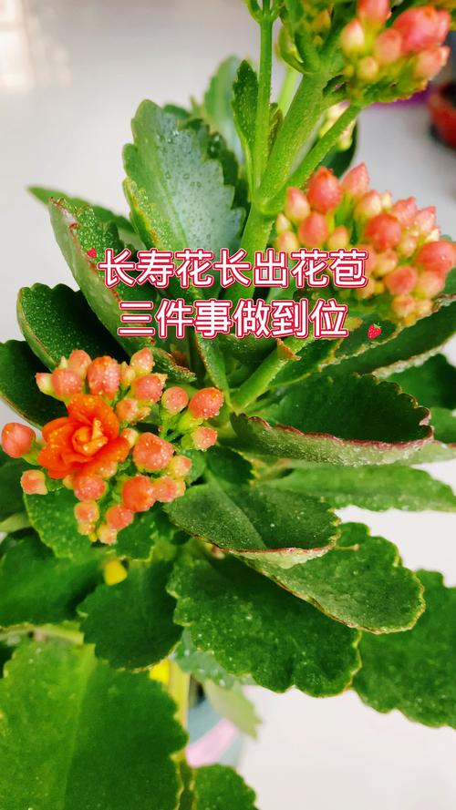 长寿花怎么促使长花苞，长寿花怎样促花苞-第2张图片-优品飞百科