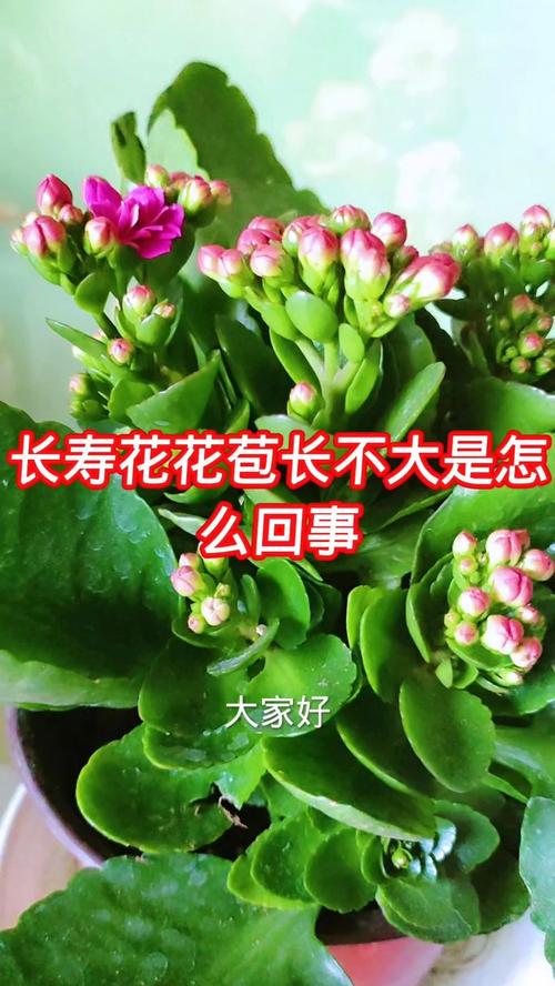 长寿花怎么促使长花苞，长寿花怎样促花苞-第4张图片-优品飞百科