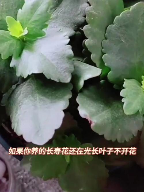 长寿花怎么促使长花苞，长寿花怎样促花苞-第5张图片-优品飞百科