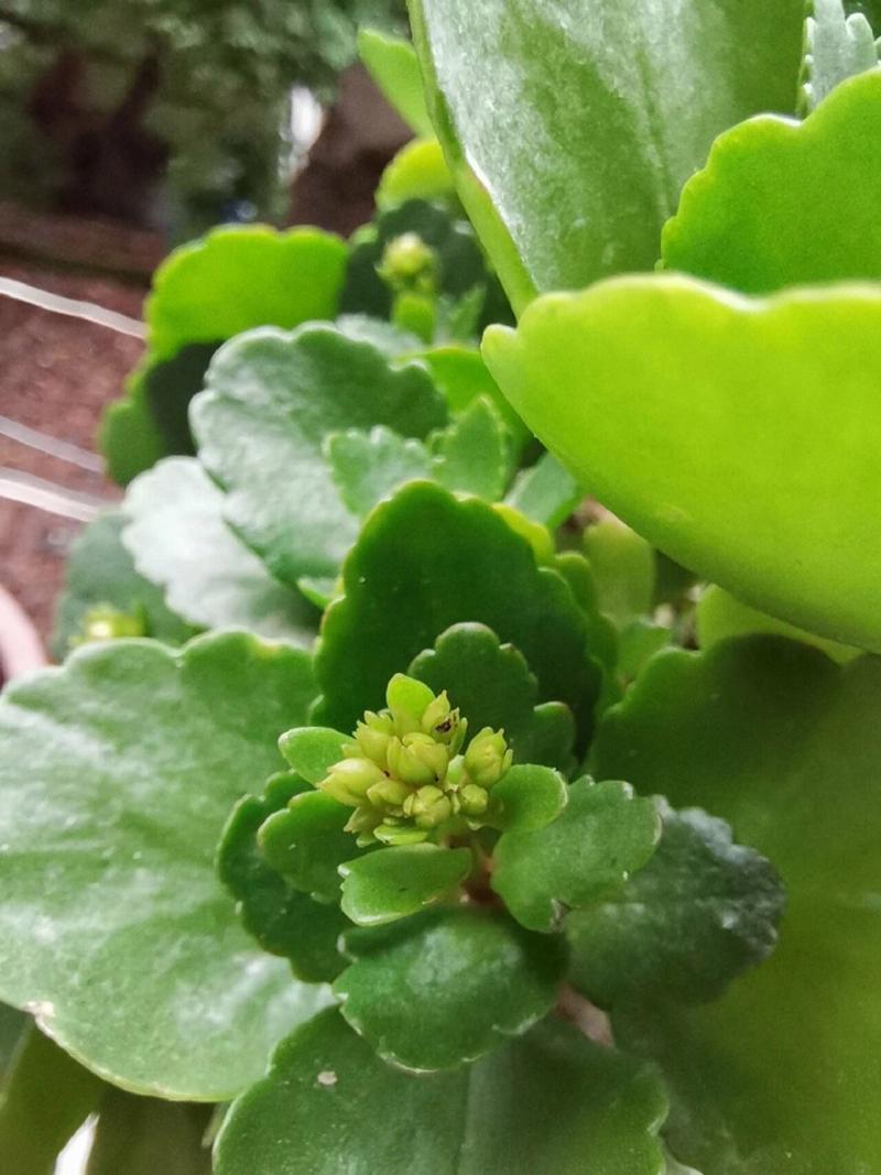 长寿花怎么促使长花苞，长寿花怎样促花苞-第6张图片-优品飞百科