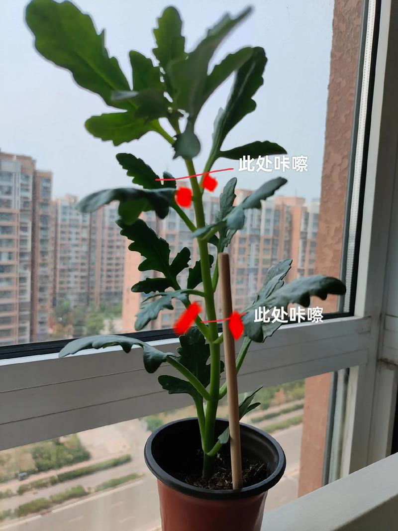 长寿花怎么促使长花苞，长寿花怎样促花苞-第7张图片-优品飞百科