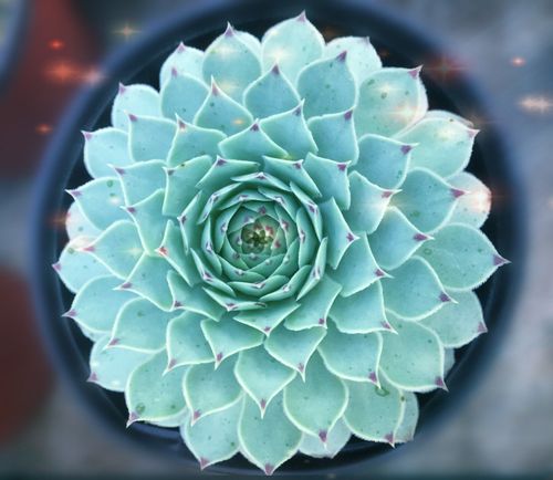 凌樱多肉怎么养，多肉植物凌娟？