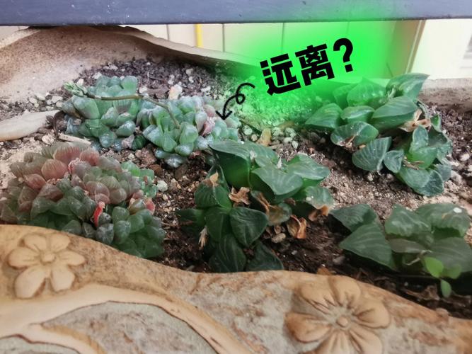 凌樱多肉怎么养，多肉植物凌娟？-第2张图片-优品飞百科