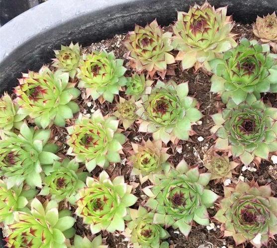 凌樱多肉怎么养，多肉植物凌娟？-第3张图片-优品飞百科