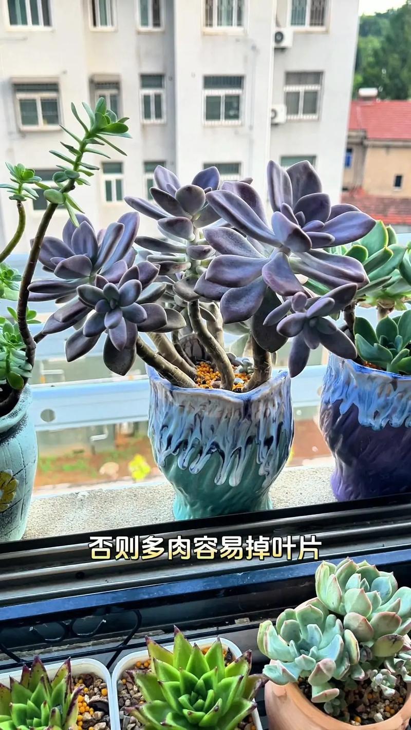 凌樱多肉怎么养，多肉植物凌娟？-第5张图片-优品飞百科