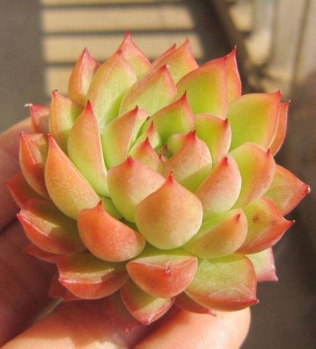 凌樱多肉怎么养，多肉植物凌娟？-第6张图片-优品飞百科