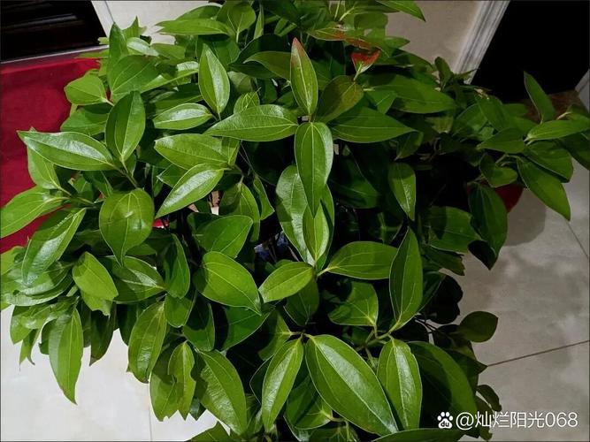 平安树的叶子怎么养绿？平安树叶子发黄枯萎怎么办？