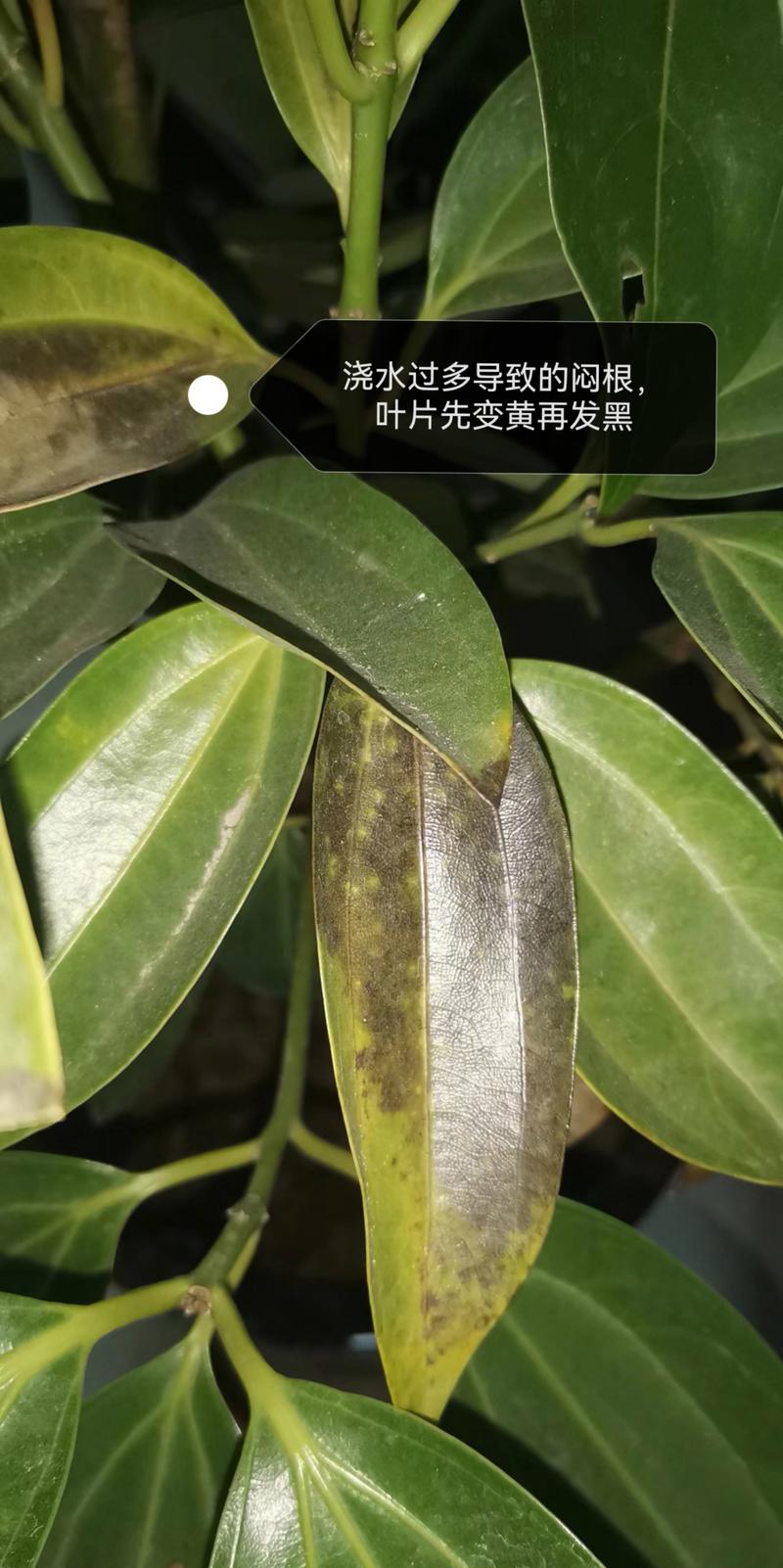 平安树的叶子怎么养绿？平安树叶子发黄枯萎怎么办？-第2张图片-优品飞百科