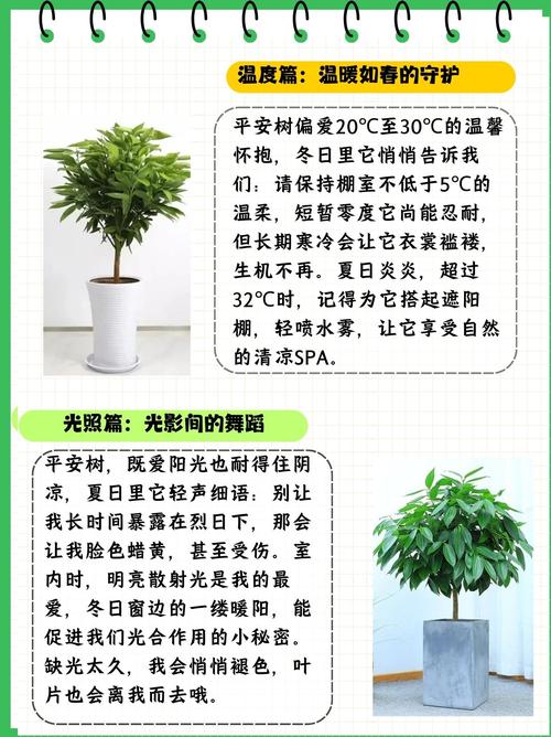 平安树的叶子怎么养绿？平安树叶子发黄枯萎怎么办？-第5张图片-优品飞百科