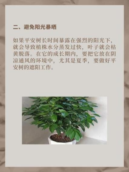 平安树的叶子怎么养绿？平安树叶子发黄枯萎怎么办？-第6张图片-优品飞百科