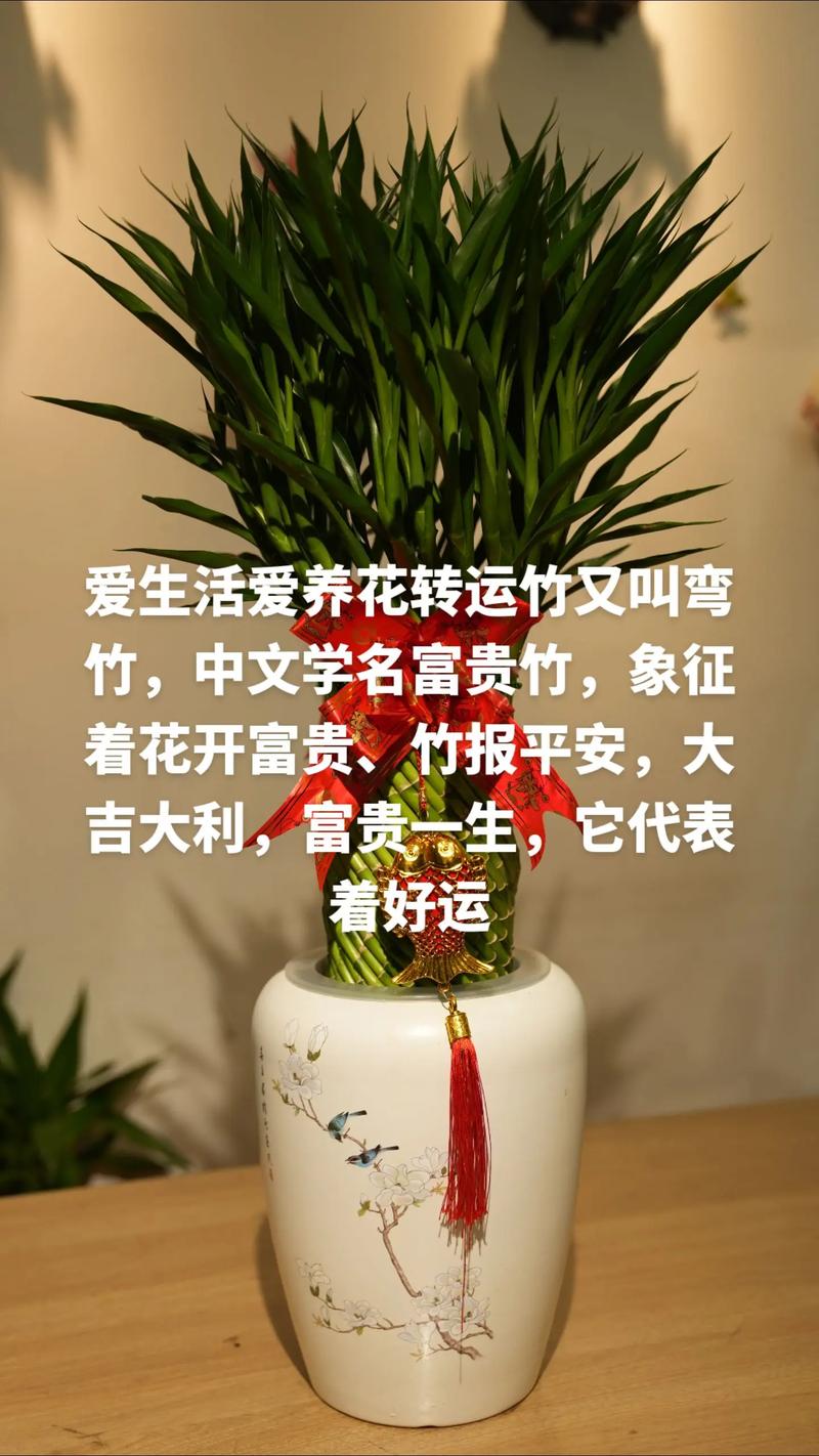 如何养富贵竹？如何养富贵竹水培？